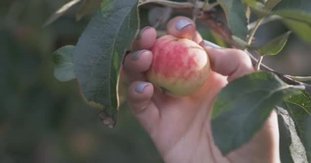 一个女人从苹果树上摘一个红熟的苹果 — 图库视频影像