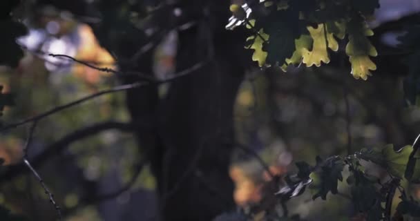 Folhas de carvalho amarelo na árvore no parque de outono. Queda — Vídeo de Stock