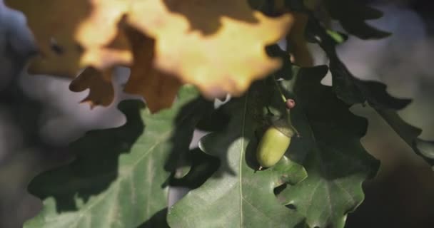 Folhas de carvalho amarelo na árvore no parque de outono. Queda — Vídeo de Stock