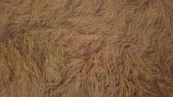 Filmati aerei di un campo di grano sullo sfondo — Video Stock