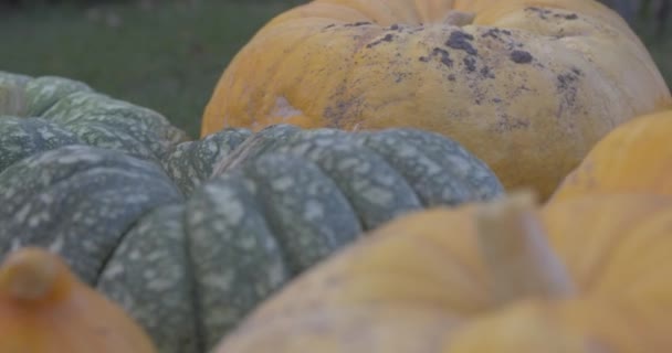 収穫後のカボチャと秋の農村の素朴な背景 — ストック動画