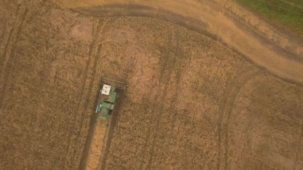 Aerial drone shot de una cosechadora que trabaja en otoño — Vídeos de Stock