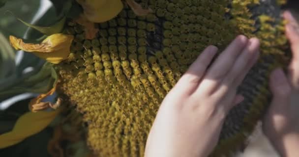 Una mano de niña sosteniendo hermoso girasol grande — Vídeo de stock