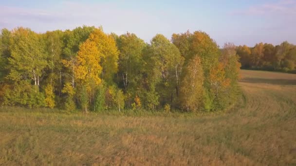 Volando lungo un bellissimo boschetto di betulle in autunno. Betulla gialla nel burrone. Vista aerea — Video Stock