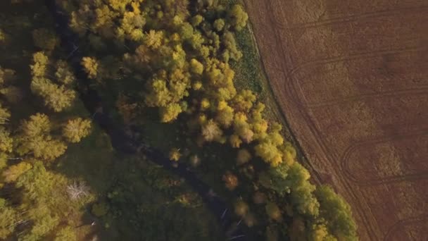Flyger över en vacker Björk Lund på hösten. Gul björk i ravinen. Utsikt från luften — Stockvideo