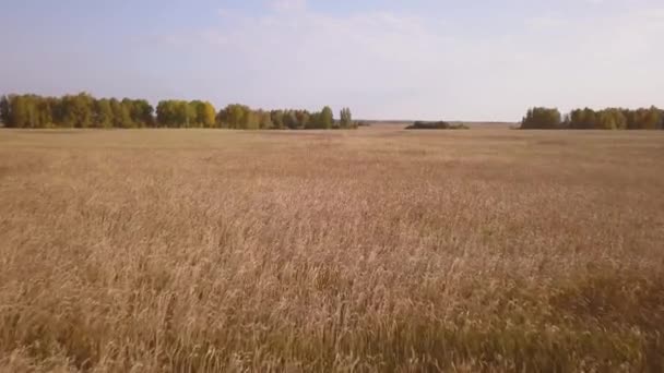 Aerial footage of golden wheat fields before harvest — Stock Video