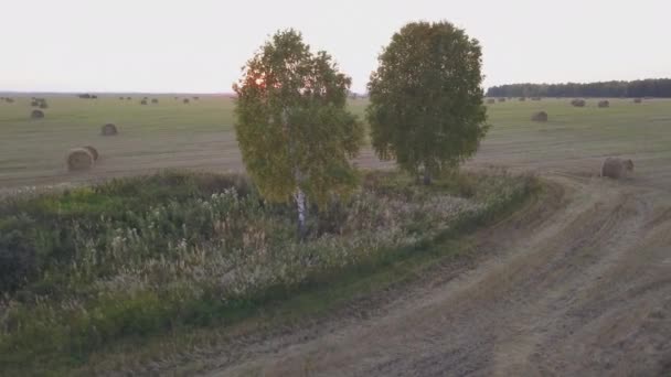 Sonbaharda güzel bir huş ağacı boyunca uçuyor. Vadide sarı huş ağacı. Havadan görünüm — Stok video