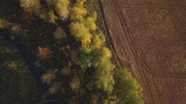Sonbaharda güzel bir huş ağacının üzerinde uçmak. Vadide sarı huş ağacı. Havadan görünüm