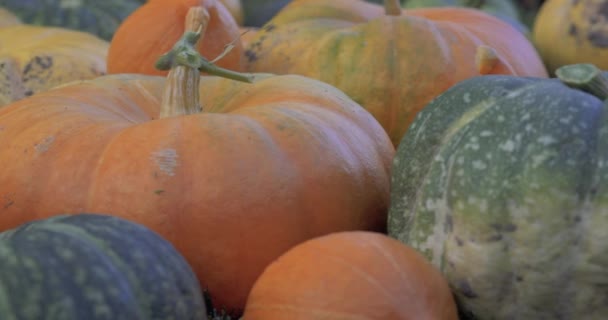 Herfst landelijke rustieke achtergrond met pompoenen na het oogsten — Stockvideo