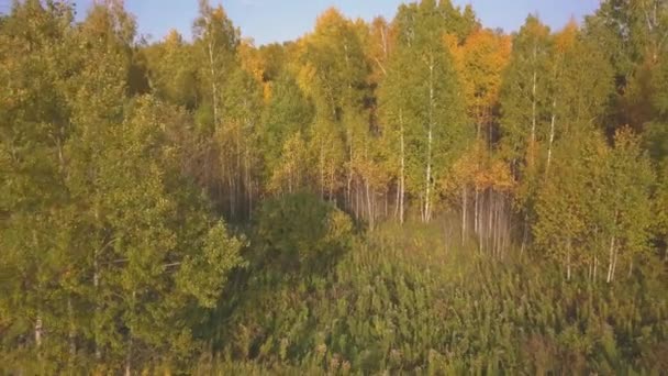 In de herfst langs een prachtig berken bos vliegen. Gele berk in het ravijn. Luchtfoto — Stockvideo