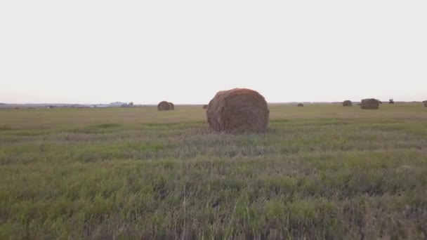 Bäuerliches Feld im Sommer mit Heuballen — Stockvideo