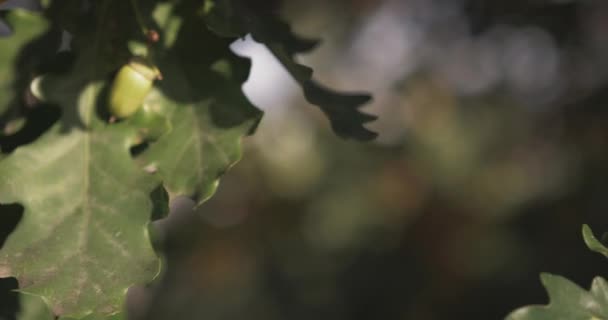 Gele eikenbladeren op boom in herfst Park. Vallen — Stockvideo