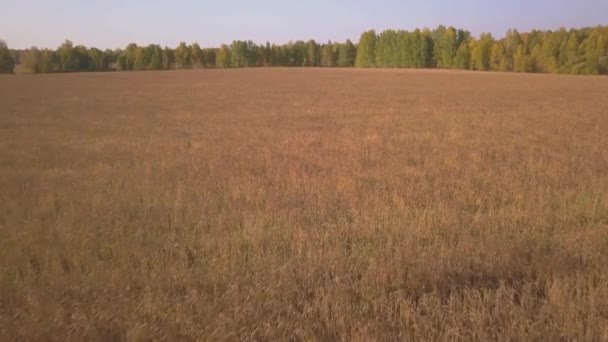 収穫前の黄金の小麦畑の空中映像 — ストック動画