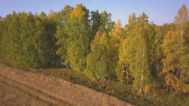 Vliegen boven een prachtige berk Grove in de herfst. Gele berk in het ravijn. Luchtfoto — Stockvideo