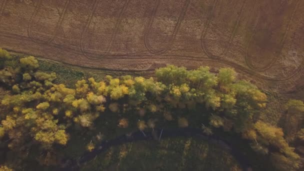 Vliegen boven een prachtige berk Grove in de herfst. Gele berk in het ravijn. Luchtfoto — Stockvideo