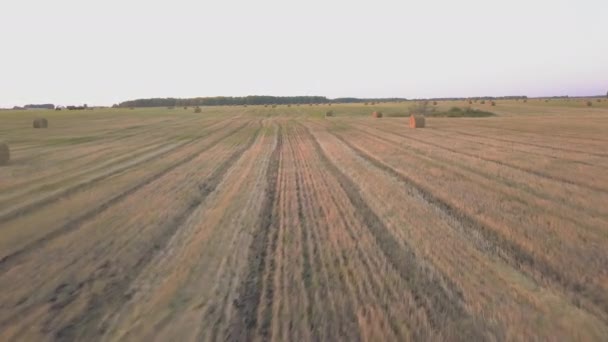 Bäuerliches Feld im Sommer mit Heuballen — Stockvideo