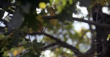 Sonbahar parkında ağaçta sarı meşe yaprakları. Sonbahar