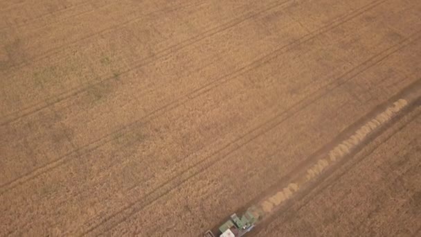Sonbaharda çalışan bir kombine hasat makinesi havadan drone atış — Stok video