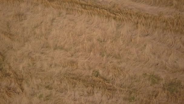 Bir buğday tarlası arka plan havadan görüntüleri — Stok video