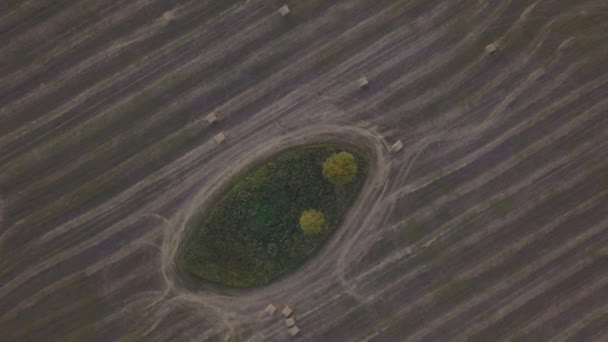 Острів з двома красивими березами в середині пшеничних полів перед збиранням врожаю — стокове відео