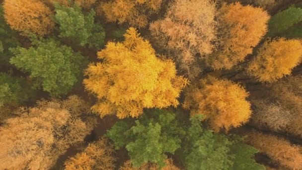 Imágenes aéreas del colorido bosque en la temporada de otoño. Árboles amarillos y verdes — Vídeo de stock