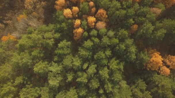 Letecké záběry barevného lesa v podzimní sezóně. Žluté a zelené stromy — Stock video