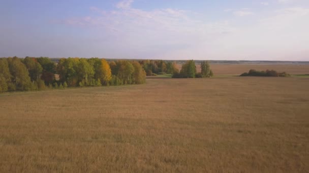 Повітряні кадри золотих полів пшениці перед збиранням врожаю — стокове відео