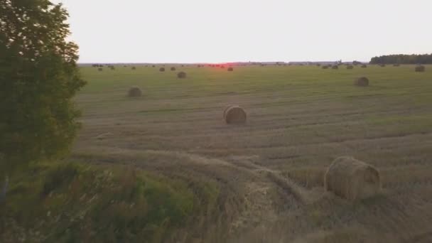 Сільське поле влітку з тюками сіна — стокове відео