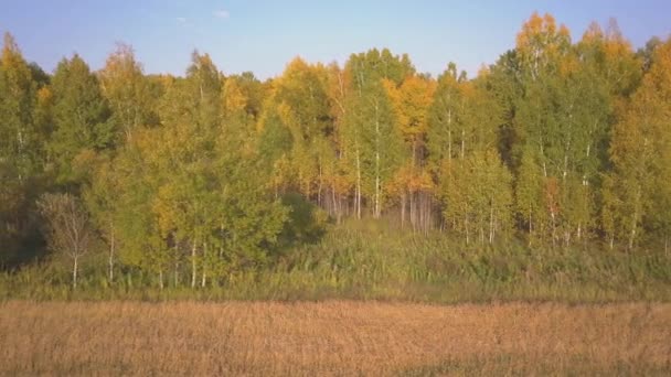 Летели по красивой березовой роще осенью. Желтая береза в овраге. Вид с воздуха — стоковое видео