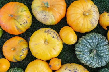Renkli balkabaklarının hasat zamanı çekilmiş düz bir fotoğrafı.