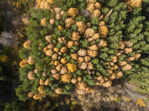 Foto aérea de bosque colorido en temporada de otoño. Árboles amarillos y verdes —  Fotos de Stock