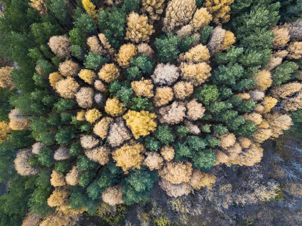 Аэрофотосъемка красочного леса в осенний сезон. Желтые и зеленые деревья — стоковое фото