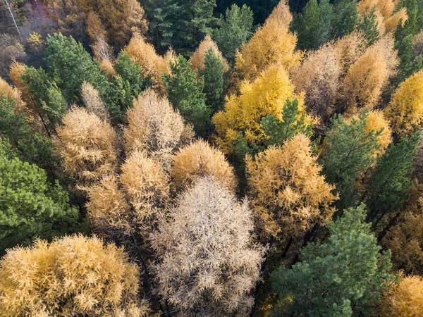 Foto aérea de bosque colorido en temporada de otoño. Árboles amarillos y verdes —  Fotos de Stock