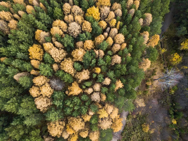 Foto aérea de floresta colorida na temporada de outono. Amarelo e árvores verdes — Fotografia de Stock