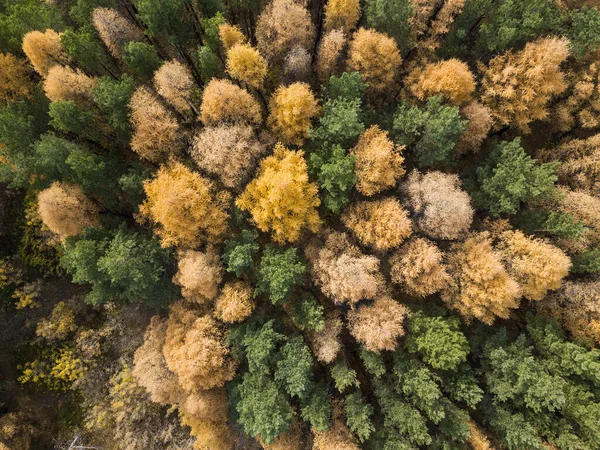 Foto aérea de bosque colorido en temporada de otoño. Árboles amarillos y verdes —  Fotos de Stock