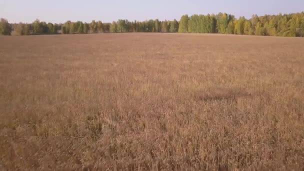Hasat öncesi altın buğday tarlalarının havadan görüntüleri — Stok video