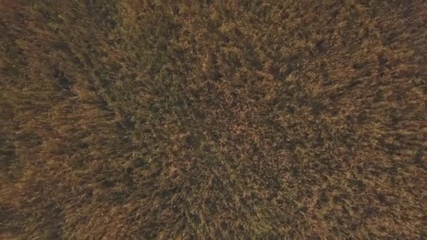 Aerial footage of golden wheat fields before harvest — Stock Video