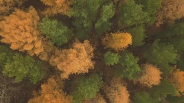 Sonbahar mevsiminde renkli ormanların hava görüntüleri. Sarı ve yeşil ağaçlar