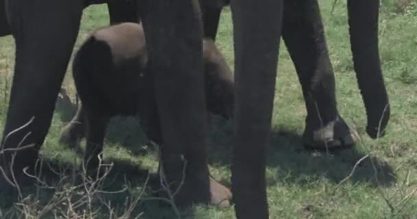 Gros plan de la famille des éléphants avec un nouveau-né éléphant dans un parc national du Sri Lanka