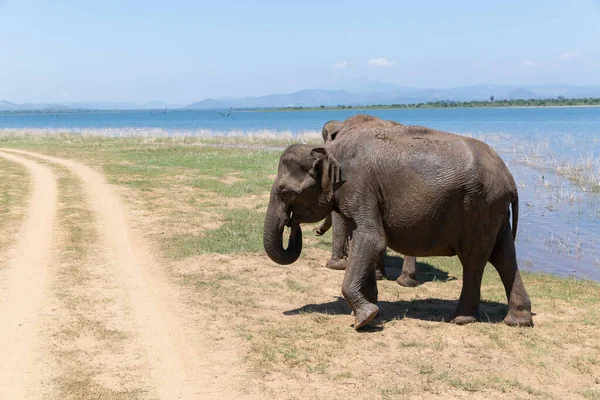 Крупный план слонов в Национальном парке Удавалаве Шри-Ланки — стоковое фото