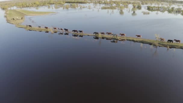 La mandria di cavalli pascolano lungo la riva del lago. Cavalli selvatici in natura — Video Stock