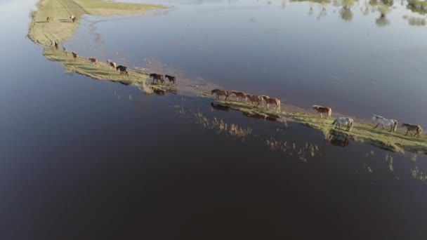 Лошадиное стадо пасутся вдоль берега озера. Дикие лошади в природе — стоковое видео