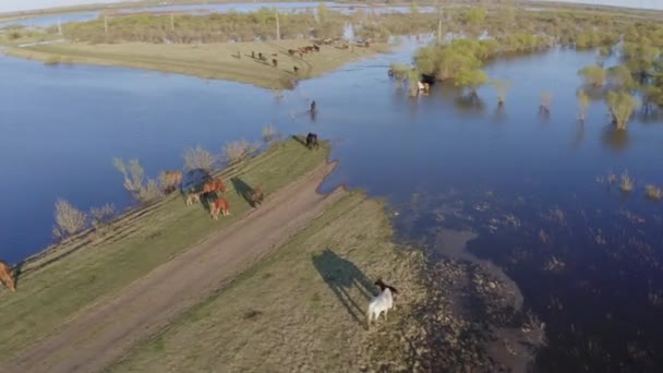 Le troupeau de chevaux paissent le long de la rive du lac. Chevaux sauvages dans la nature — Video