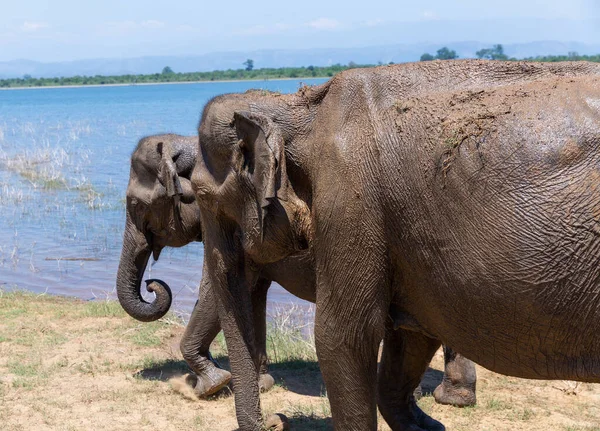 Крупный План Слонов Национальном Парке Удавалаве Шри Ланки — стоковое фото