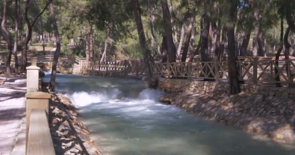 Agua cristalina en Mountain River. Maravilloso bosque de coníferas — Vídeos de Stock