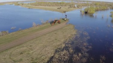 At sürüsü gölün kıyısında otluyor. Vahşi atlar doğada