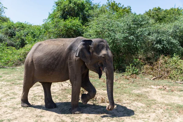 Nahaufnahme eines Elefanten in einem Udawalawe Nationalpark in Sri Lanka — Stockfoto