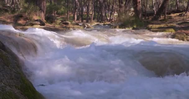 Crystal Water em Forest Mountain River. Nas profundezas das montanhas — Vídeo de Stock