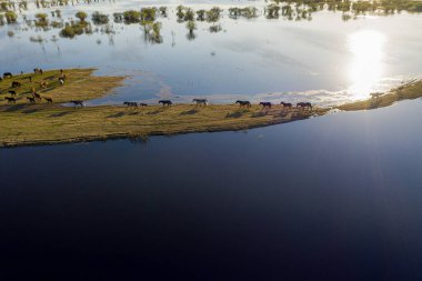At sürüsü gölün kıyısında otluyor. Vahşi atlar doğada