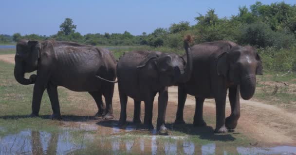 Elefanti che spruzzano fango nel Parco Nazionale dello Sri Lanka — Video Stock